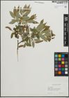Foto von Salix pentandra L.